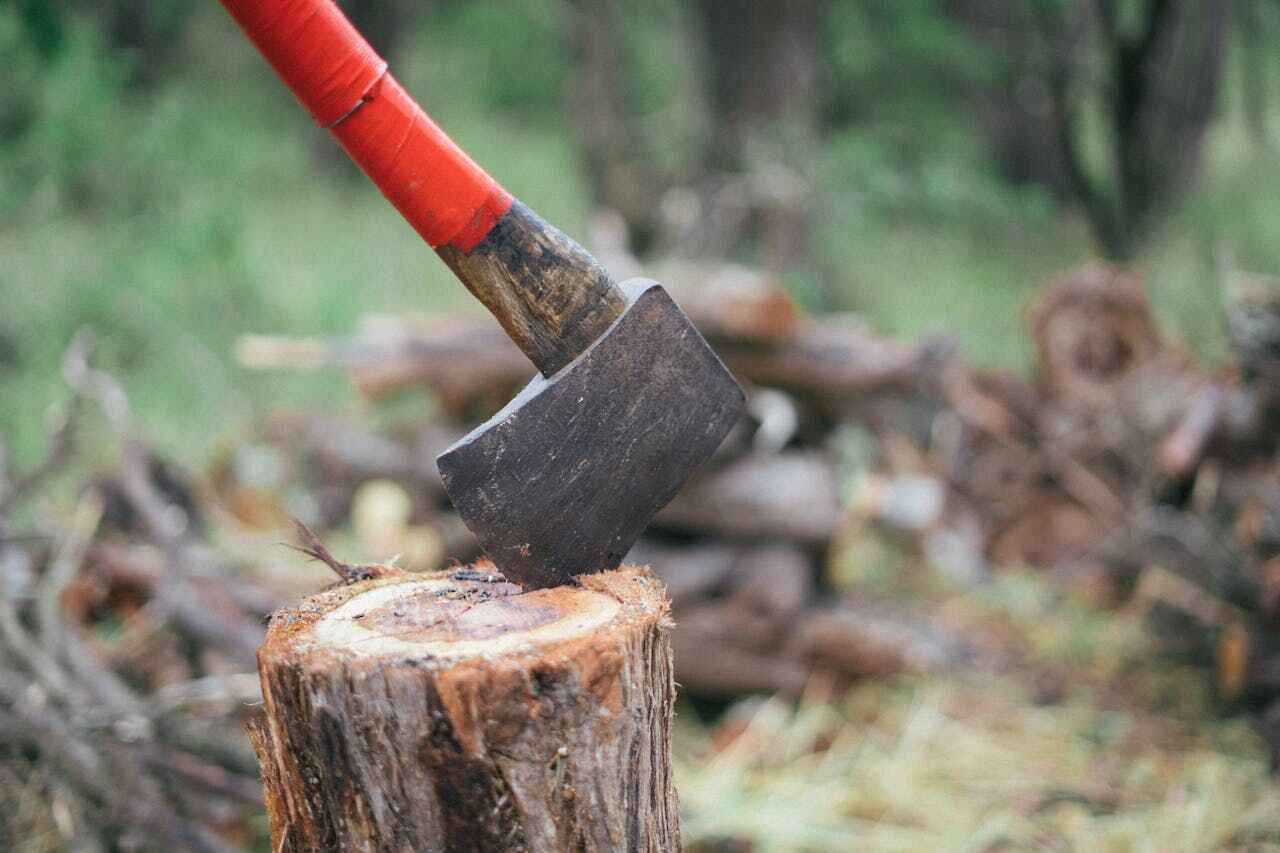 The Steps Involved in Our Tree Care Process in Llano Grande, TX